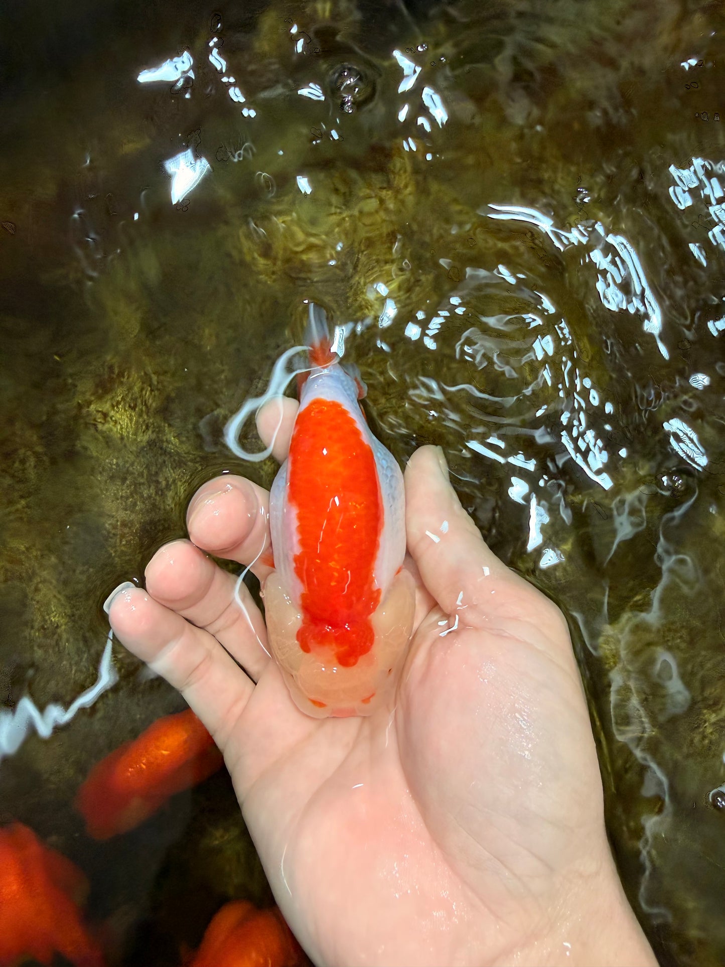 AAA Grade Red White LionQueen 4 inches #103125LC_24