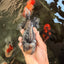 AAA Grade Super Special Marble Kirin Oranda Male 6 inches #061926OR_16