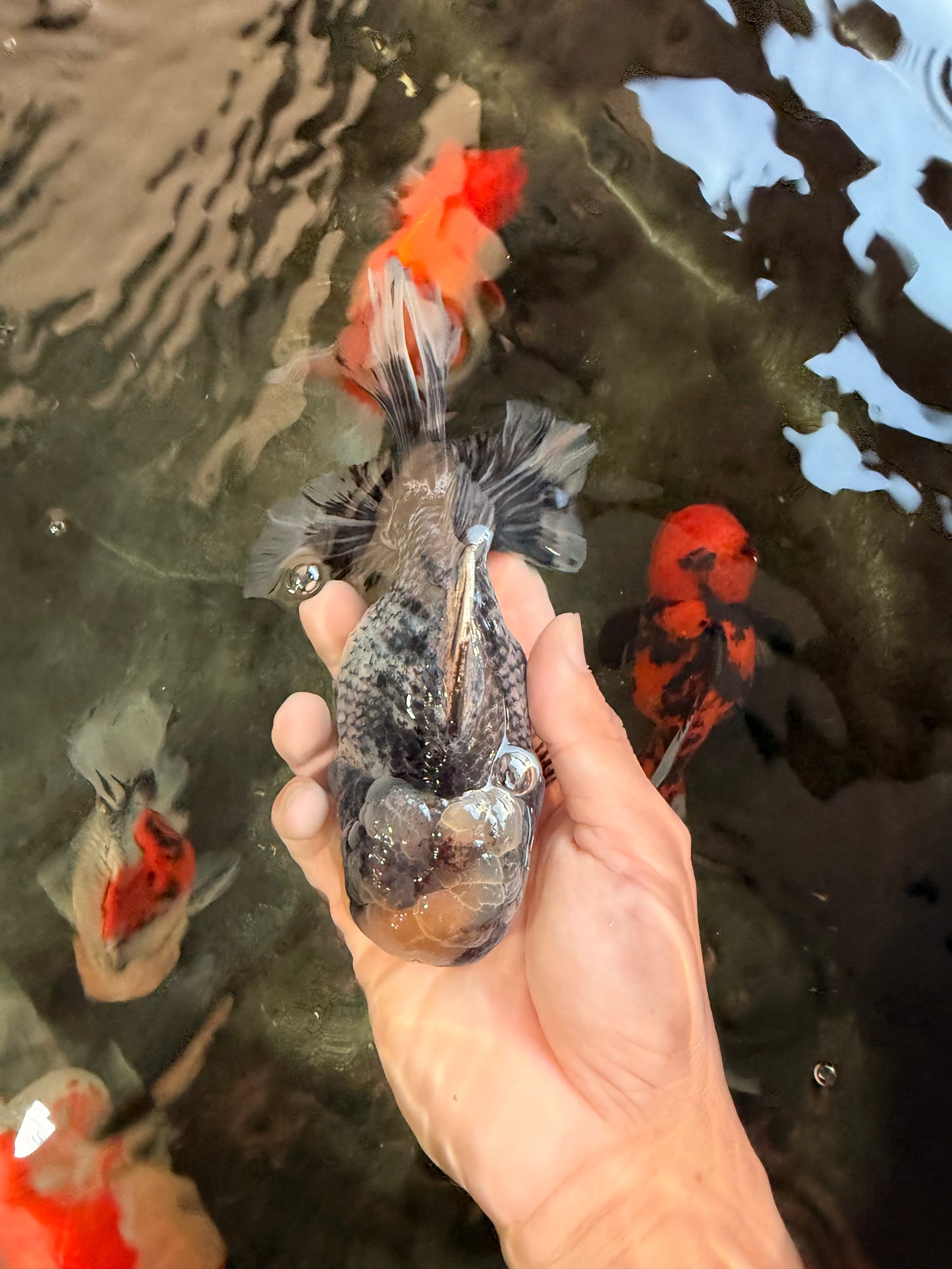 AAA Grade Super Special Marble Kirin Oranda Male 6 inches #061926OR_16