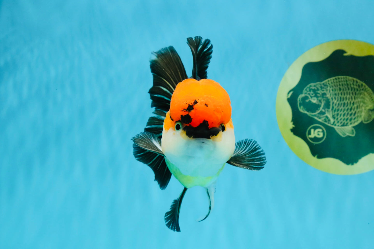 CHARLIE Tricolor Oranda Male 5-5.5 inches #040326OR_10