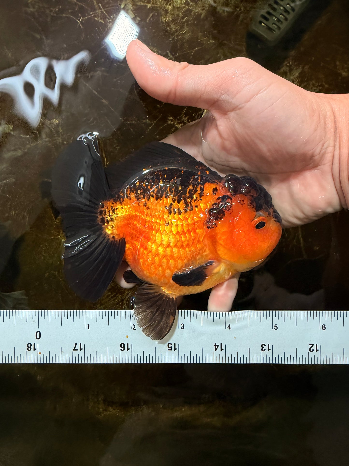 Apache Yuanbao Male 5 inches #110725YB_07