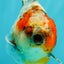 UNIQUE A Grade Calico Oranda Female 5.5 inches #073126OR_21