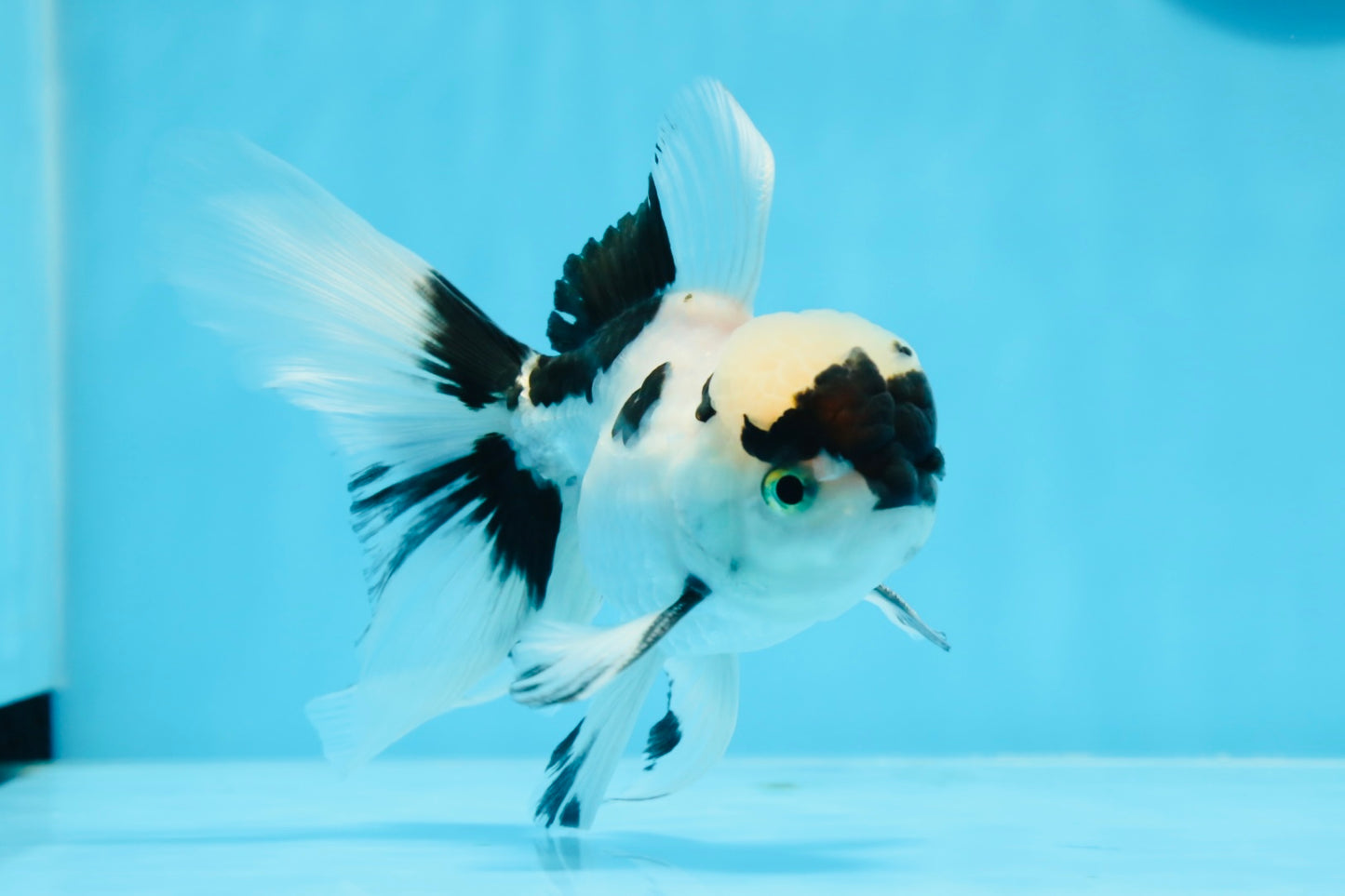 🐼 Panda Oranda Mâle 5 pouces #0726OR_03