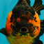 LAVA AAA Grade Apache Yuanbao Female 5.5-6 inches #092526YB_15