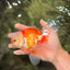 FLUFFY TAIL A Grade Jade Head Red White Oranda Male 5.5-6 inches #090426OR_13