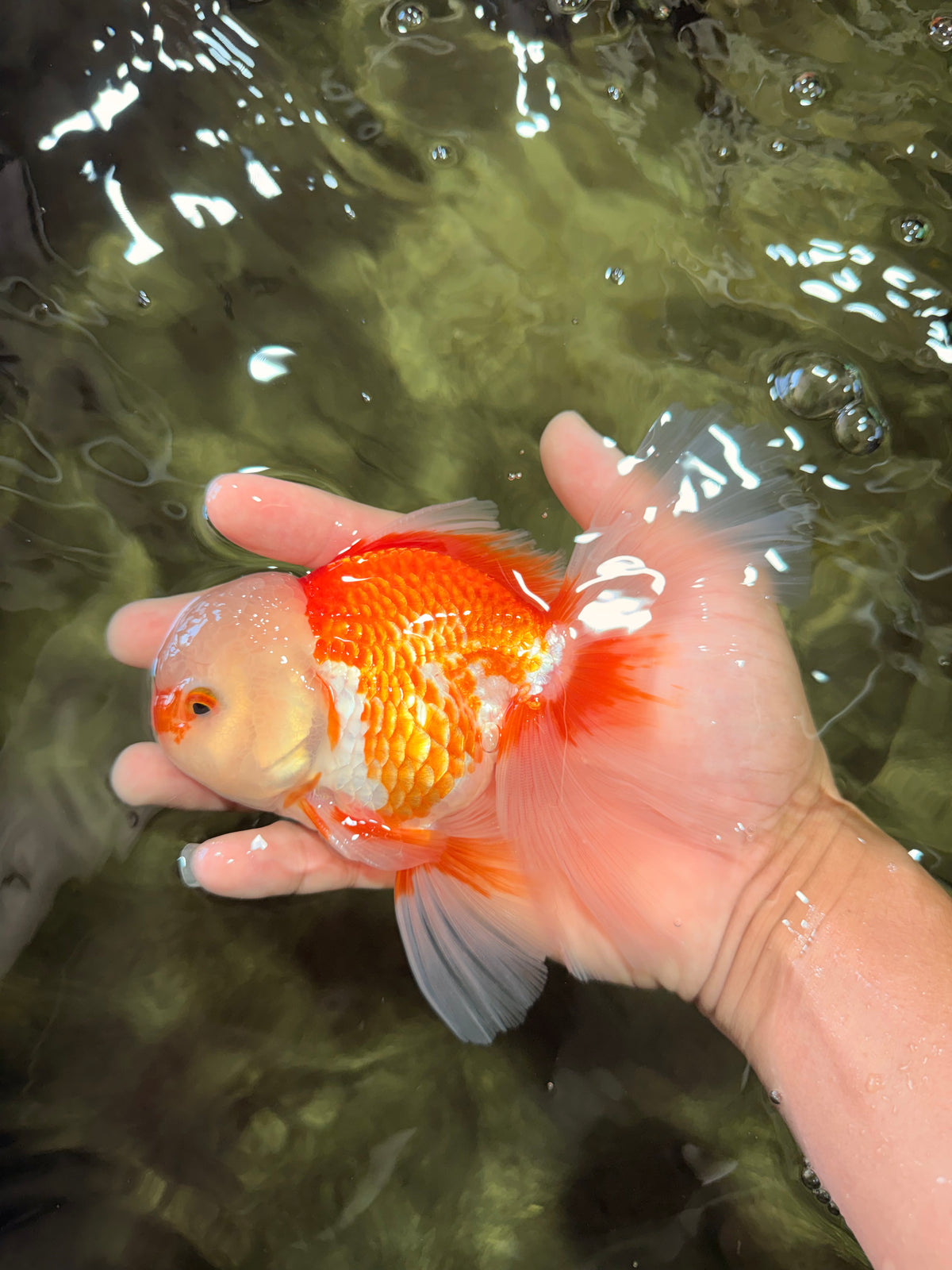 FLUFFY TAIL A Grade Jade Head Red White Oranda Male 5.5-6 inches #090426OR_13