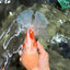 FLUFFY AAA Grade Jumbo Boradtail Red White Oranda Male 8.5 inches #072426OR_02