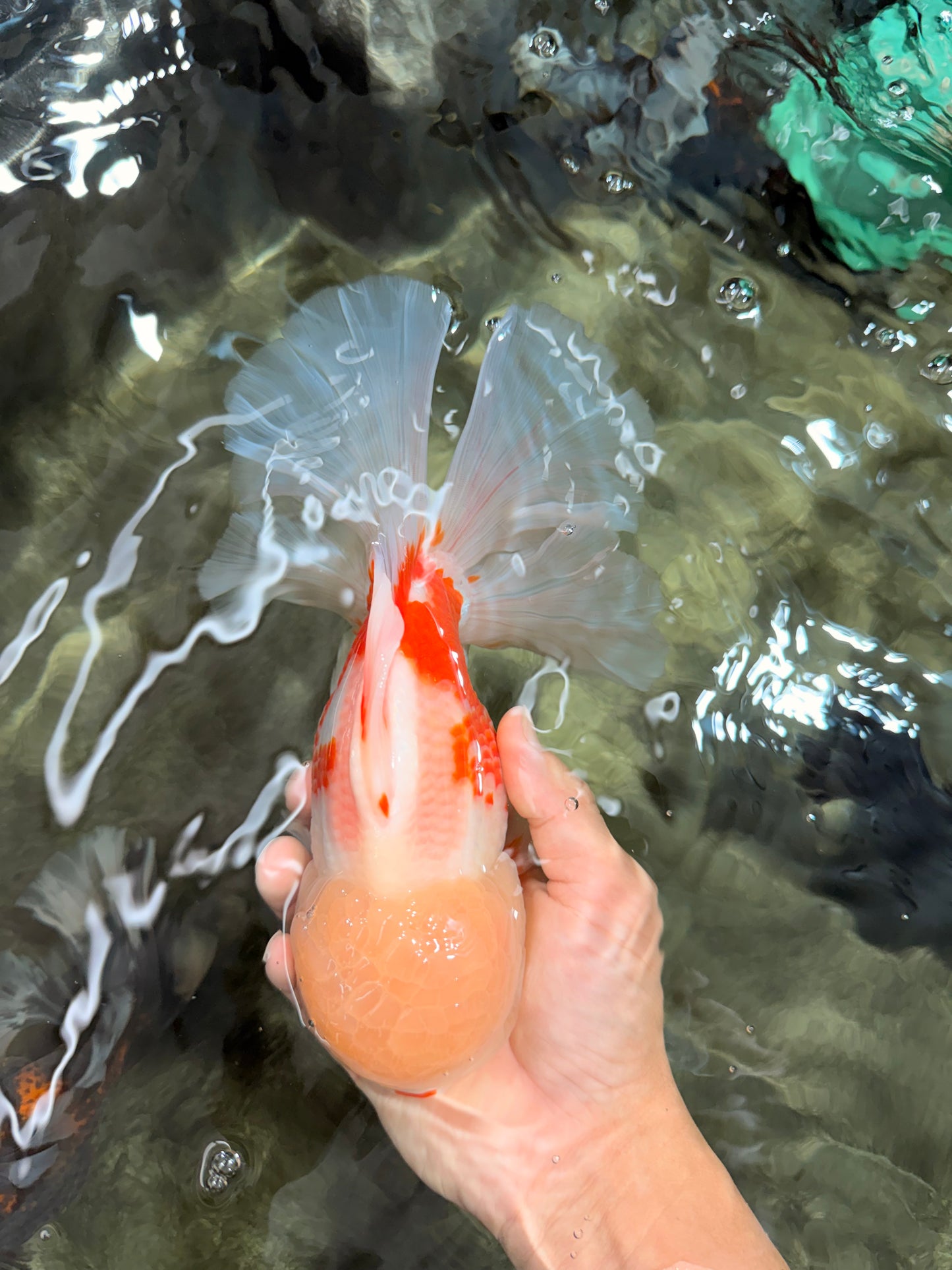 FLUFFY AAA Grade Jumbo Boradtail Red White Oranda Male 8.5 inches #072426OR_02