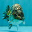 A Grade Strong Body Structure Tiger Ranchu Male 5-5.5 inches #081426RC_22