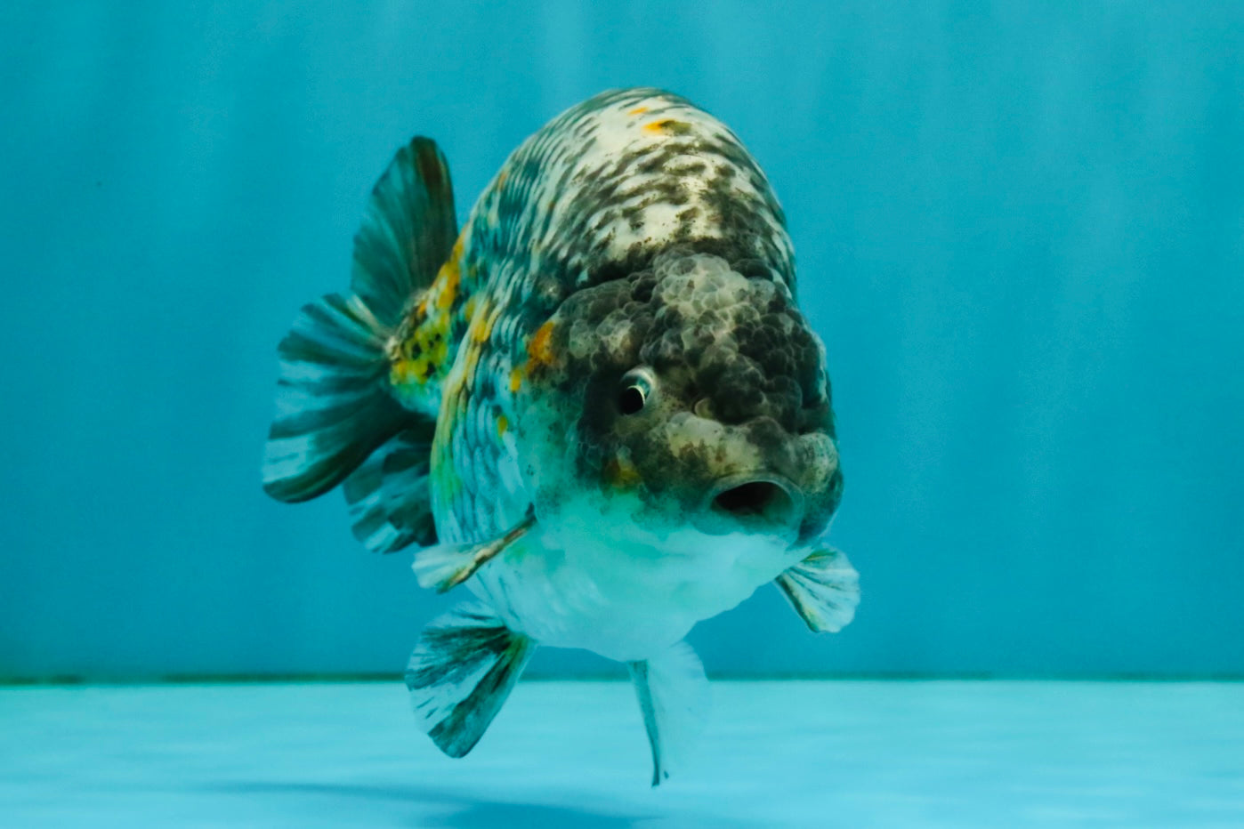A Grade Strong Body Structure Tiger Ranchu Male 5-5.5 inches #081426RC_22