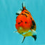 ELVIS AAA Grade Kohaku Sakura Yuanbao Male 4.5-5 inches #092526YB_08