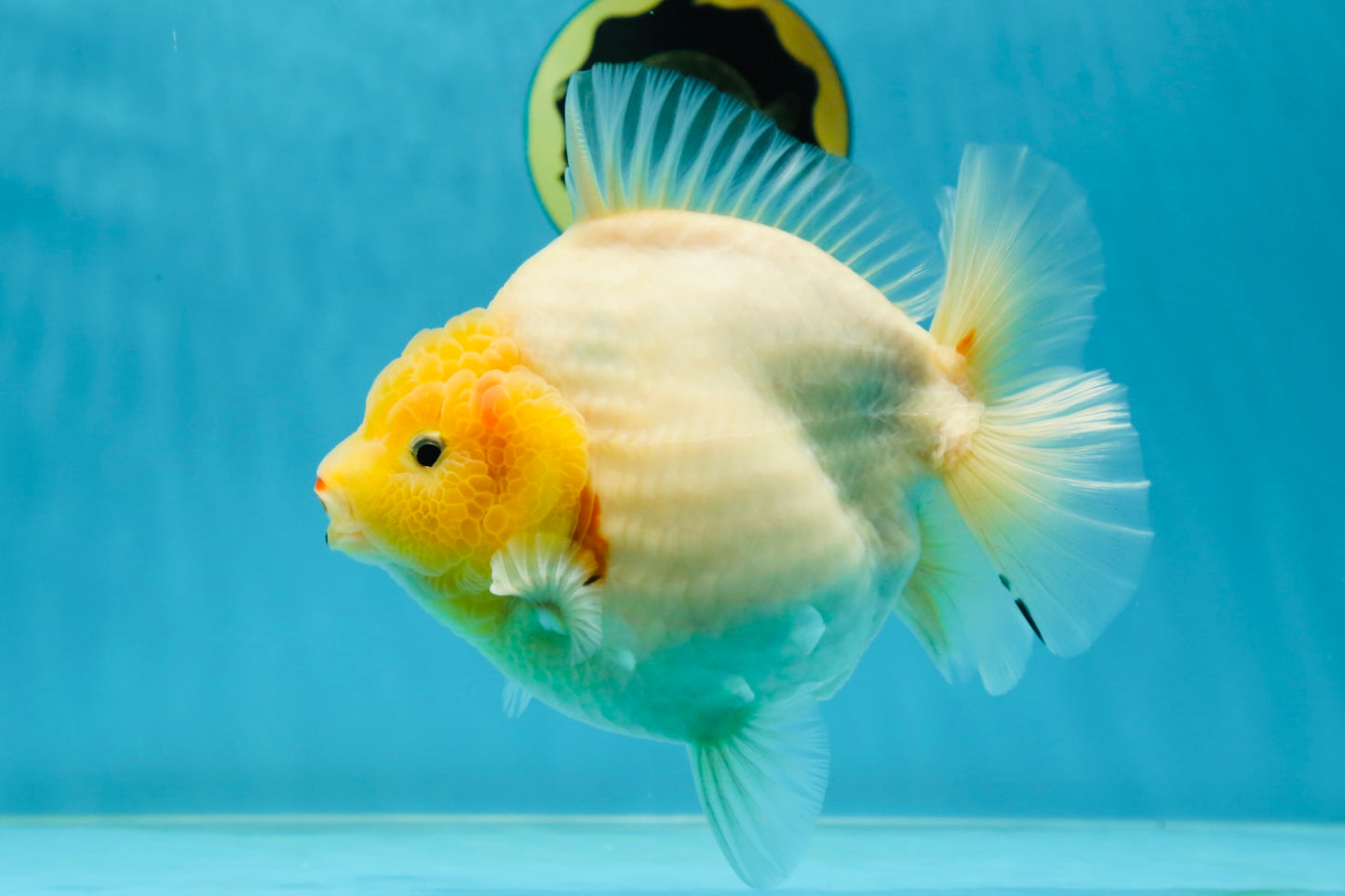 SHOW GRADE Godzilla Sakura Yuanbao Male 6 inches #050925YB_24