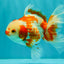 A Grade Red White Oranda Female 5.5  inches #070626OR_22