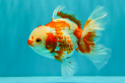 A Grade Red White Oranda Female 5.5  inches #070326OR_22