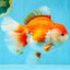 SUPER WEN A Grade Red White Oranda Female 7.5 inches #040326OR_23