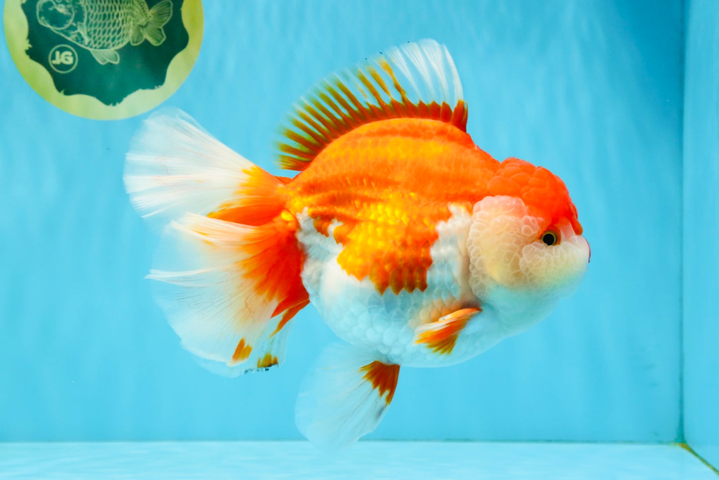 SUPER WEN A Grade Red White Oranda Female 7.5 inches #040326OR_23