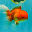A Grade Red White Oranda Male 6.5 inches #082826OR_16