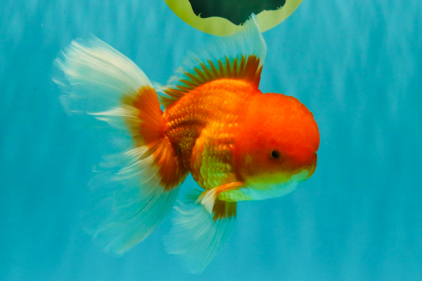 A Grade Red White Oranda Male 6.5 inches #082826OR_16