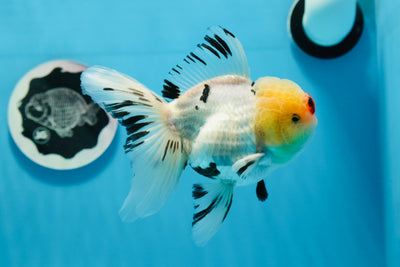 Oranda tricolor de grado AAA macho 4.5-5 pulgadas #0830OR_18