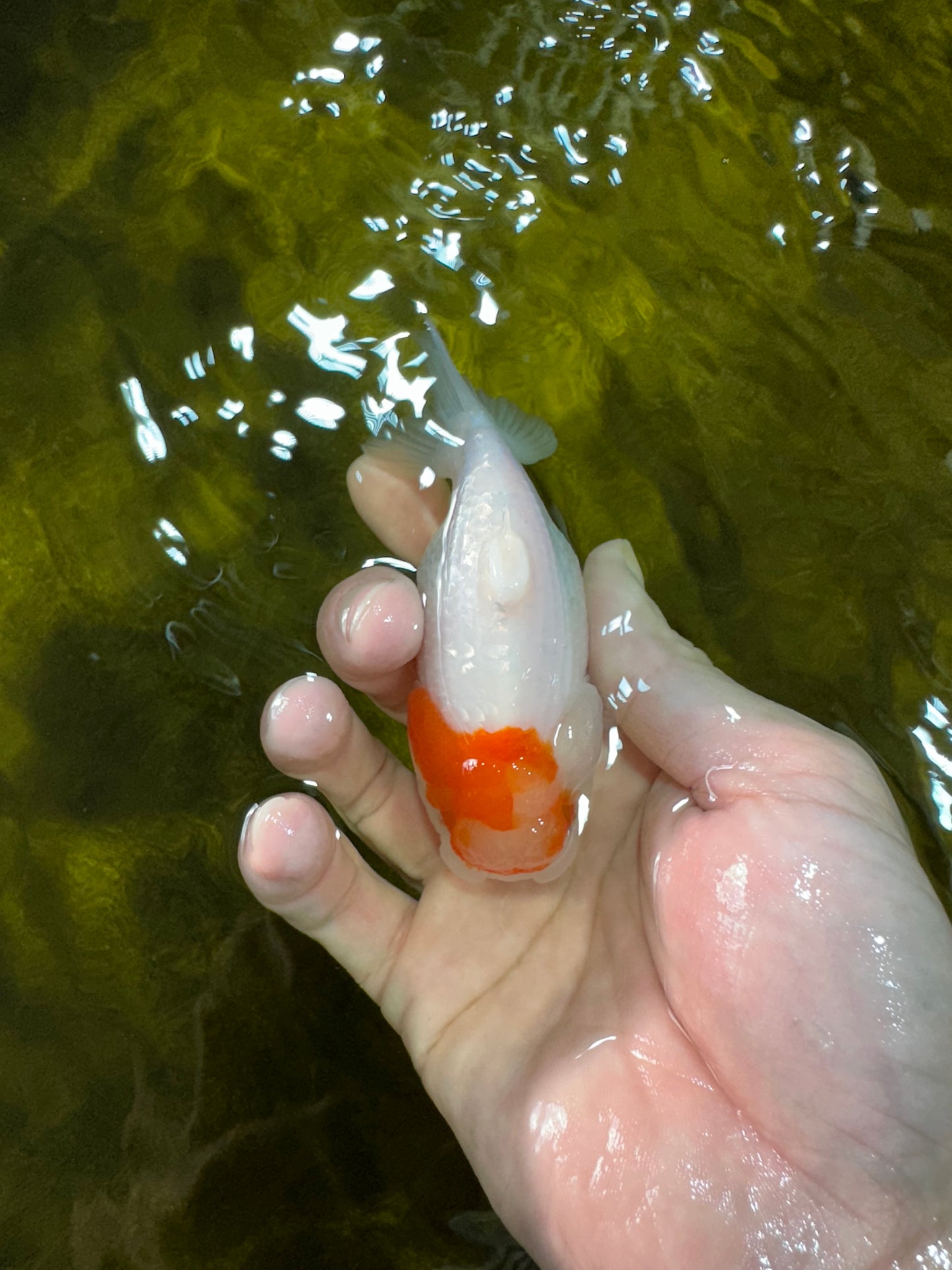🐣 Baby Red White Sakura Shark Lionchu Female 3.5 inches #0322LC_05