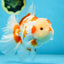AAA Grade ADORABLE Red White Oranda Male 6 inches #090525OR_08