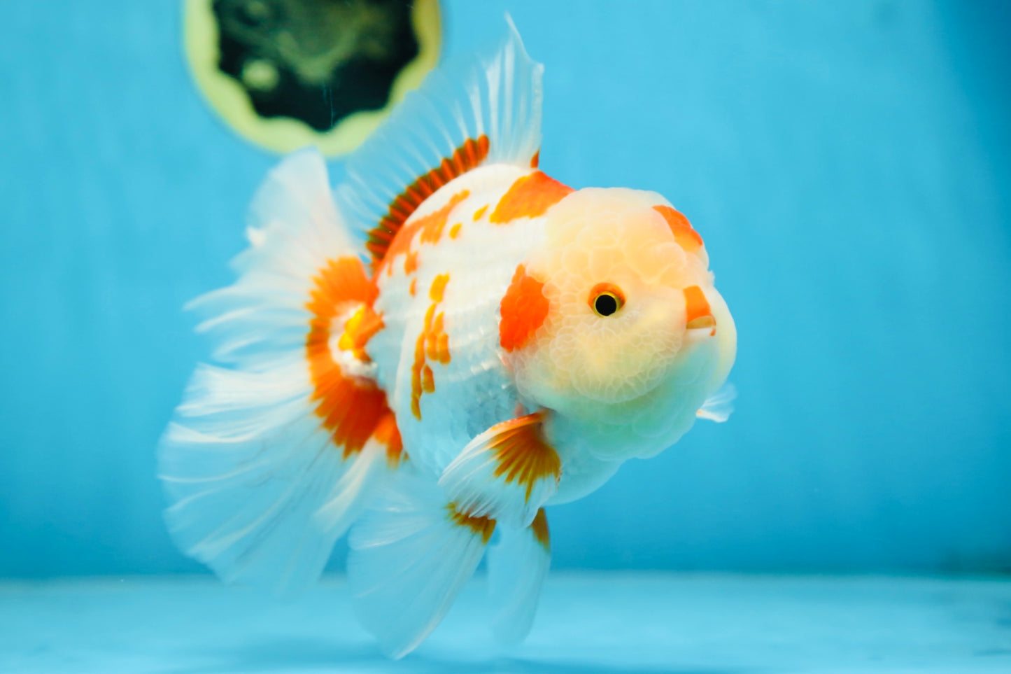 AAA Grade ADORABLE Red White Oranda Male 6 inches #090525OR_08