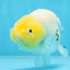 A Grade White Sakura Chinese Ranchu Female 5 inches #112125RC_17