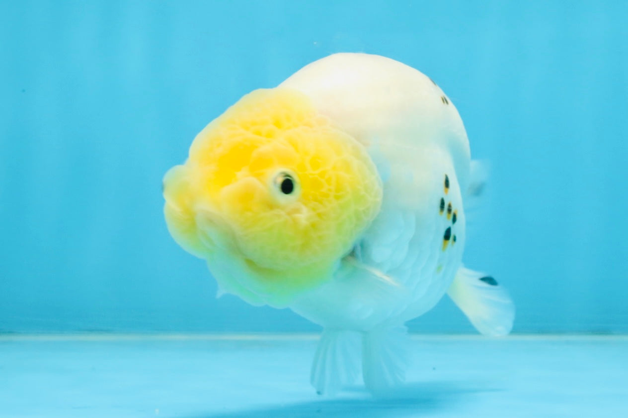 A Grade White Sakura Chinese Ranchu Female 5 inches #112125RC_17