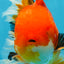 AAA Grade CHONKY Red White Oranda Male 5-5.5 inches #062025OR_16