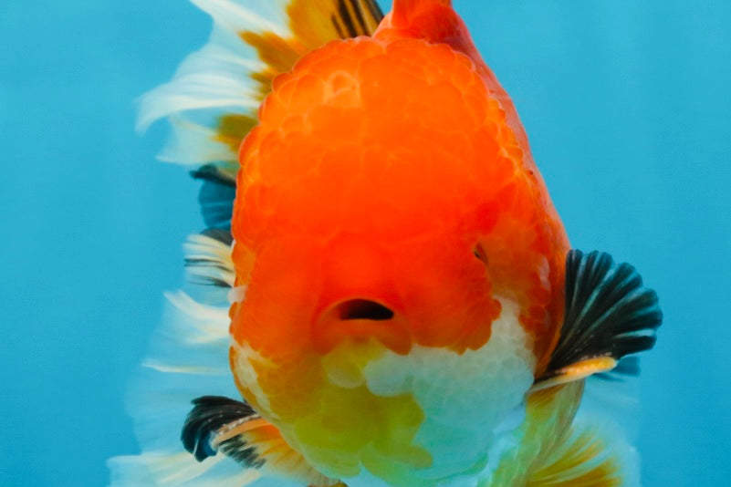 AAA Grade CHONKY Red White Oranda Male 5-5.5 inches #062025OR_16