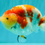 UNIQUE AAA Grade Super Kohaku Sakura LionKing 5-5.5 inches #092526LC_18