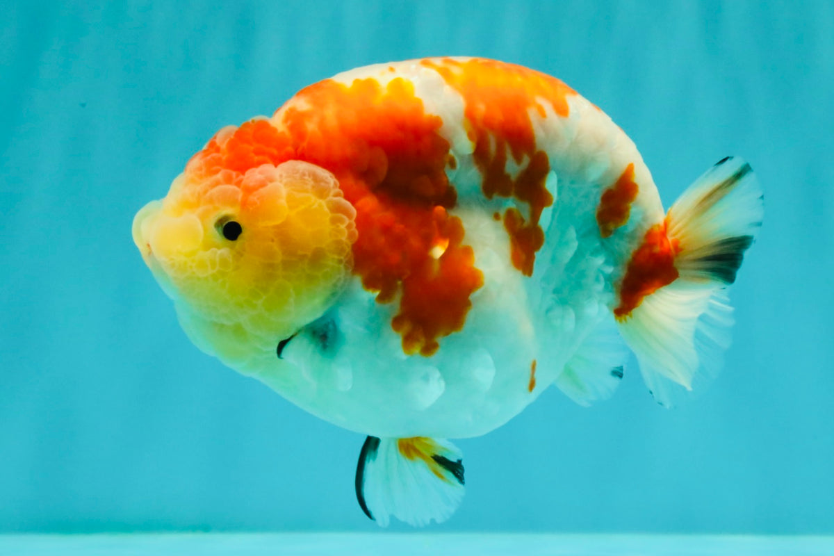 UNIQUE AAA Grade Super Kohaku Sakura LionKing 5-5.5 inches #092526LC_18