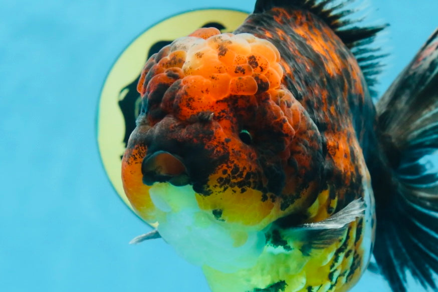 AAA Grade Super Chonky Tiger Godzilla Oranda Male 6 inches #072525OR_13