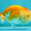 Red White Lionchu Female 4 inches #081426LC_19