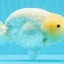 A Grade White Sakura Chinese Ranchu Female 5.5-6 inches #022026RC_21