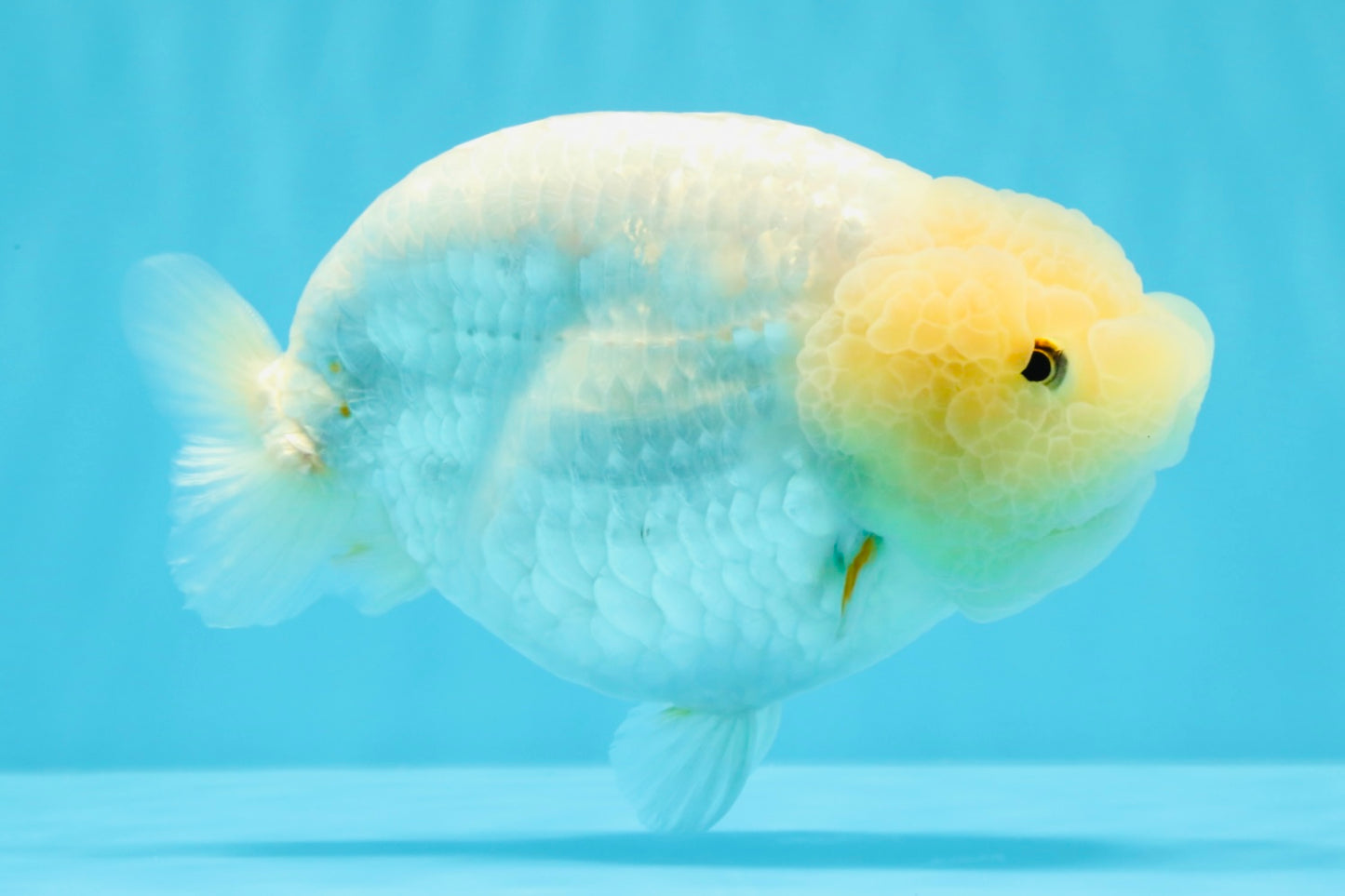 A Grade White Sakura Chinese Ranchu Female 5.5-6 inches #022026RC_21