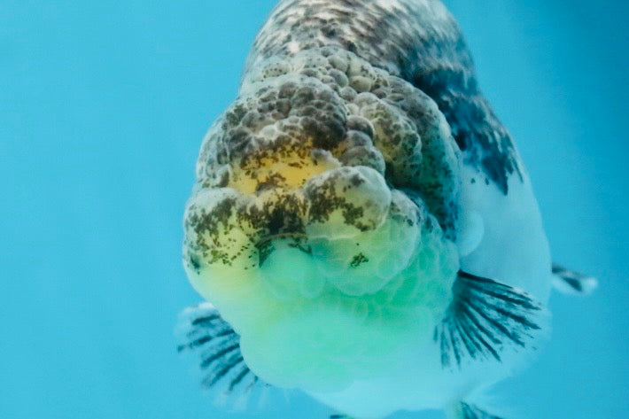 A Grade Beautiful Kirin Female LionQueen 4 inches #060625LC_03