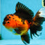 AAA Grade Godzilla Apache Oranda Female 6.5 inches #081525OR_13
