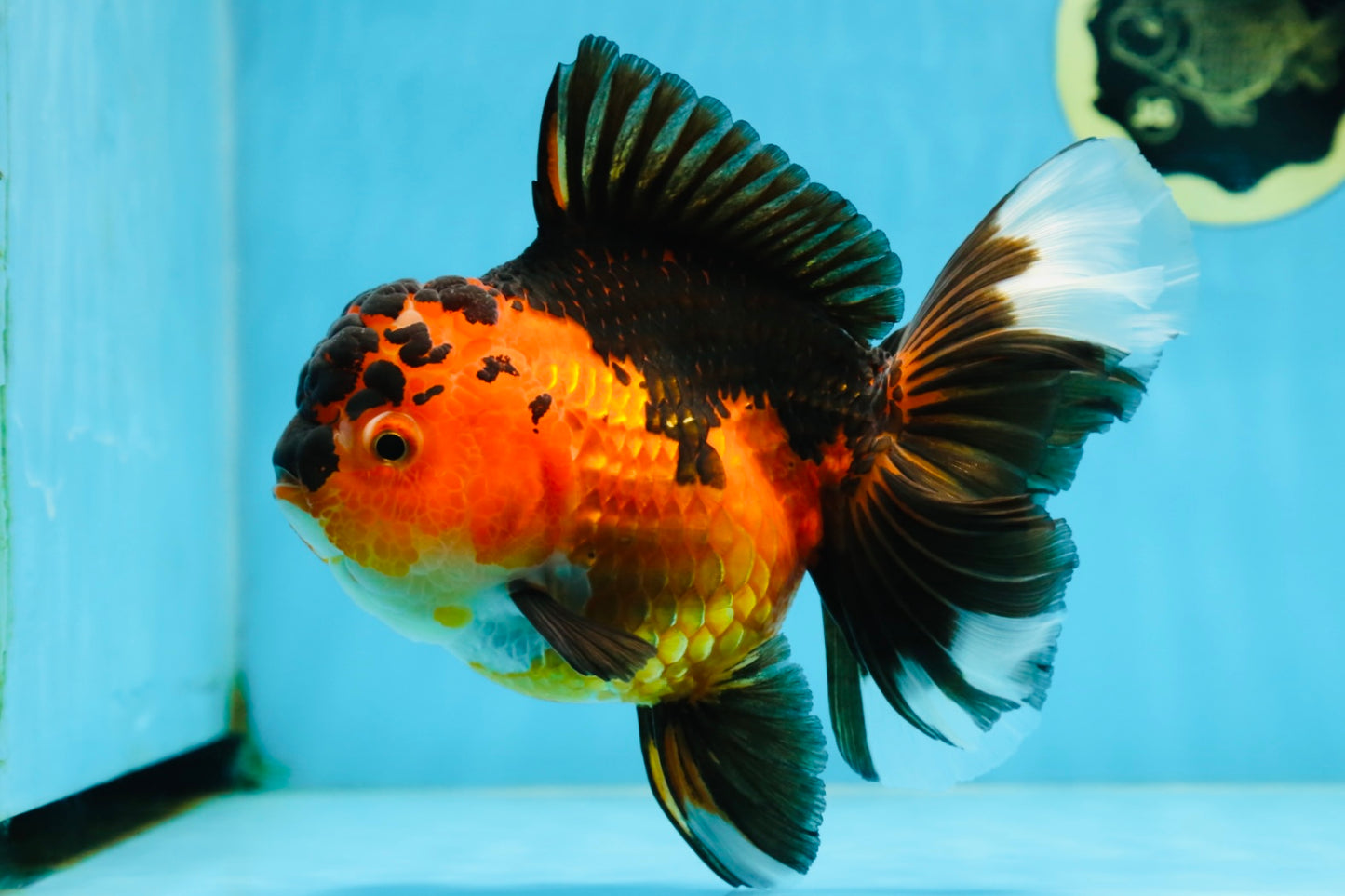 AAA Grade Godzilla Apache Oranda Female 6.5 inches #081525OR_13