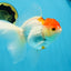 A Grade Red White Oranda Female 6 inches #071125OR_06