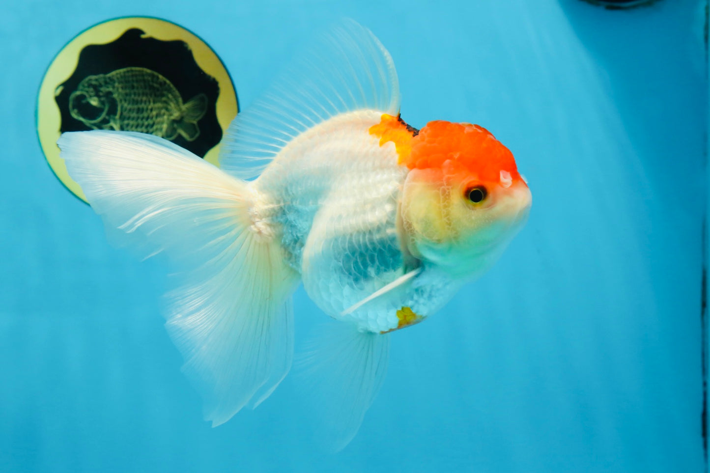 A Grade Red White Oranda Female 6 inches #071125OR_06