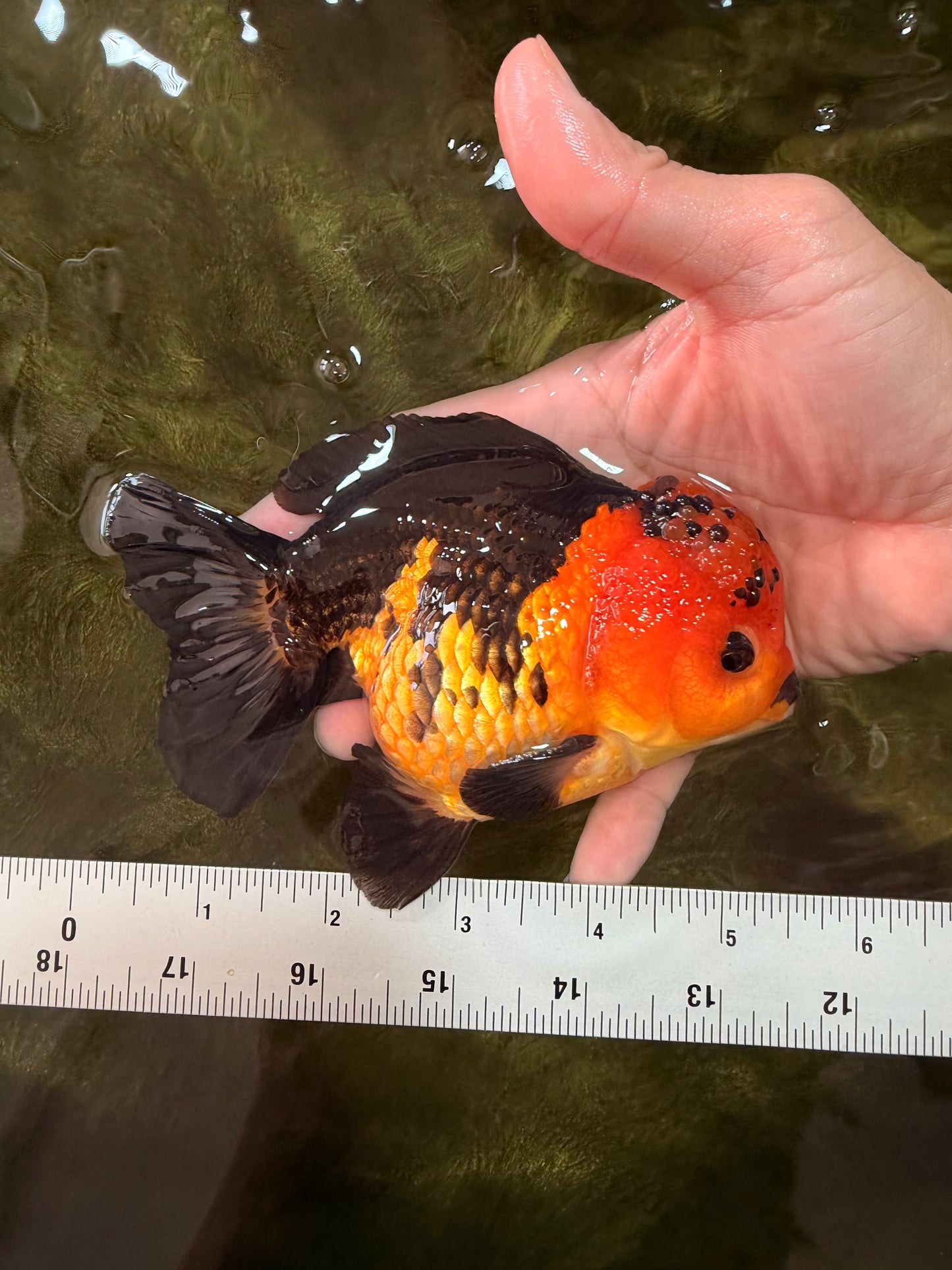 SPECIAL A Grade Apache Yuanbao Male 5-5.5 inches #051526YB_11