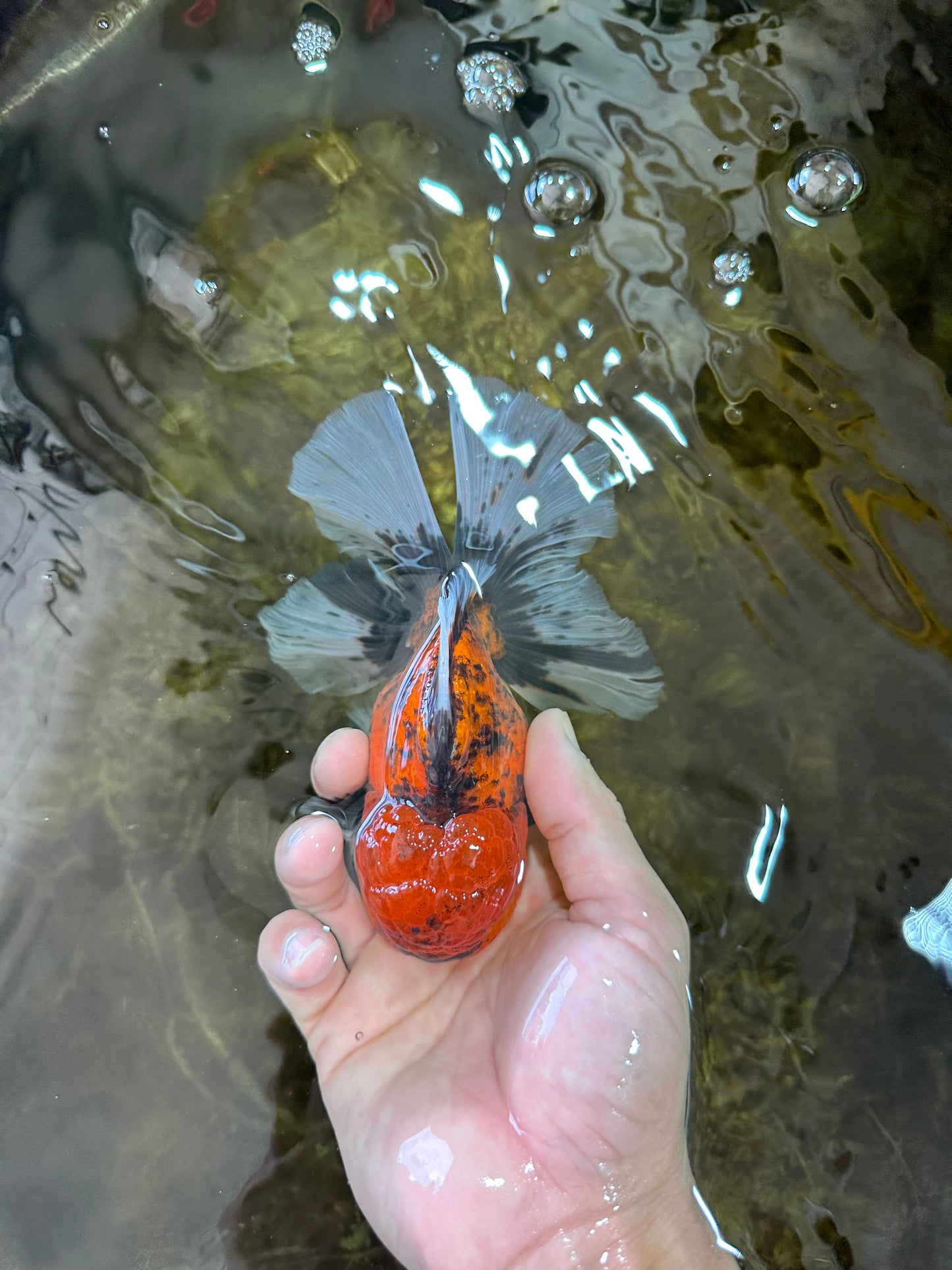 A Grade UNIQUE Tiger Oranda Male 5.5 inches #091225OR_11