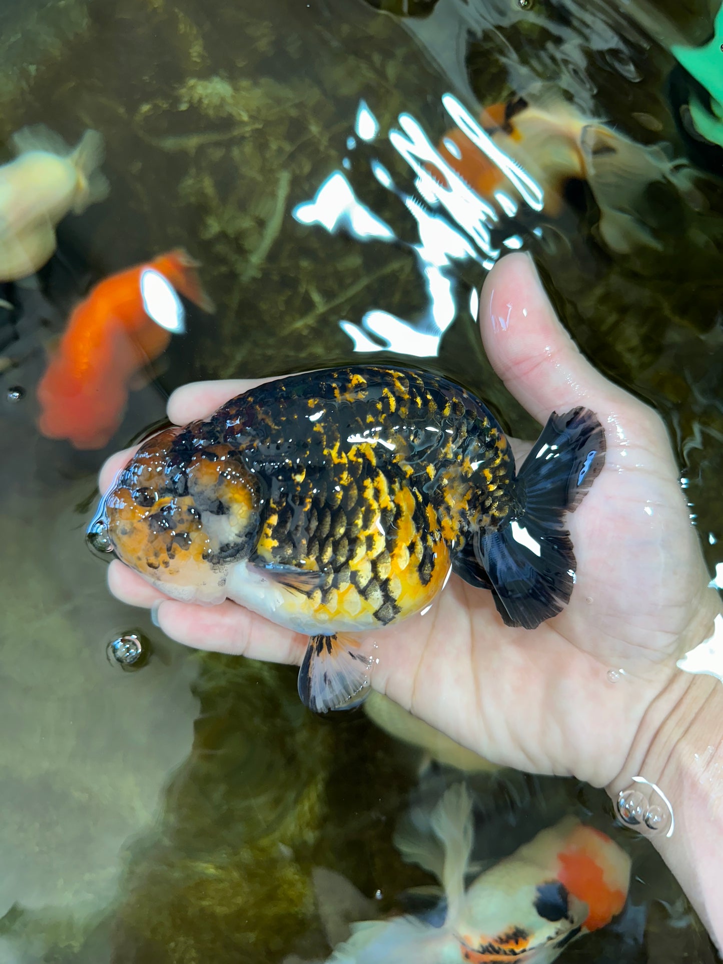 AAA Grade Tiger LionKing 5 inches #070425LC_09