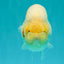 AAA Grade Sakura Ranchu Female 5.5-6 inches #102326RC_02
