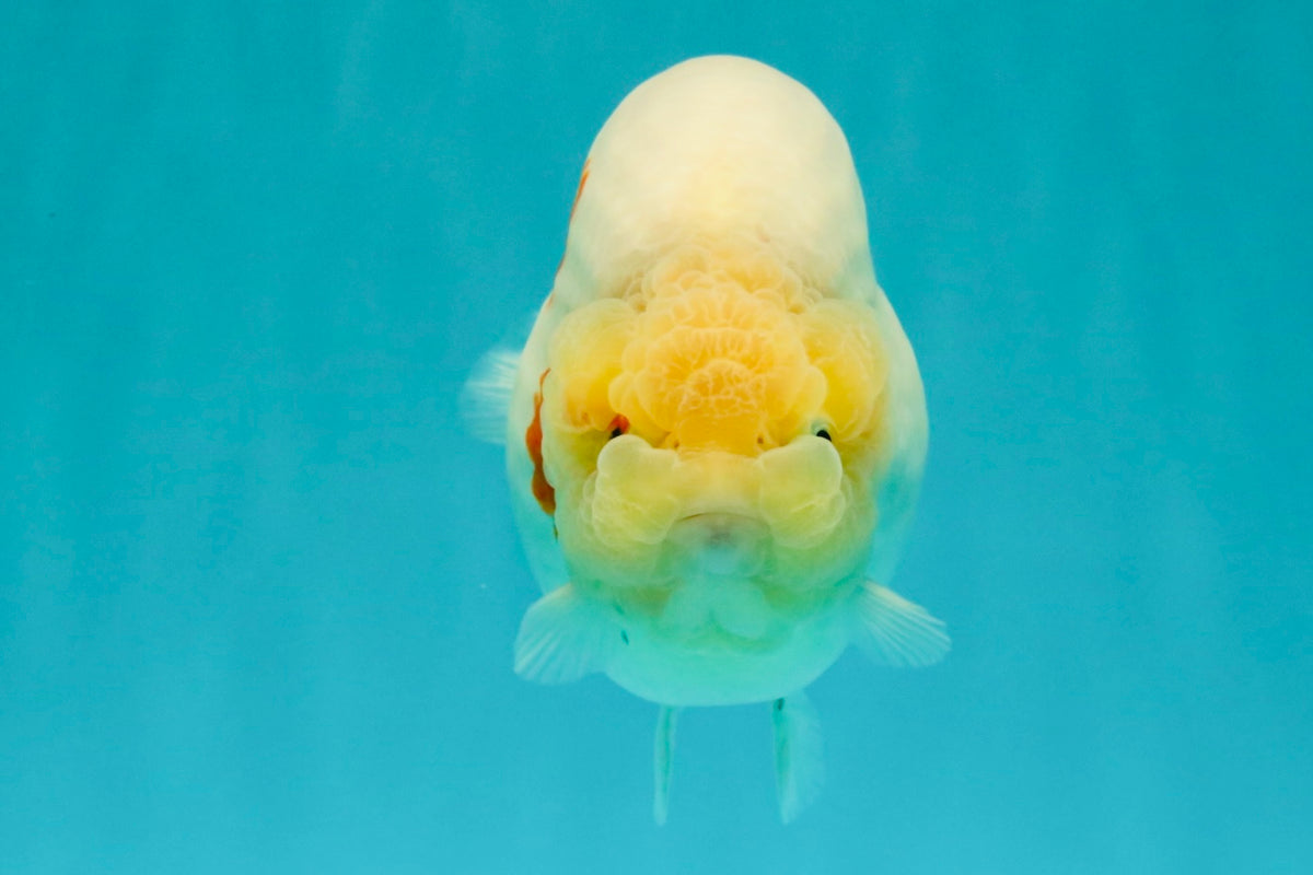 AAA Grade Sakura Ranchu Female 5.5-6 inches #102326RC_02