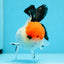 A Grade Tancho Button Eyes Tricolor Oranda Female 4.5 inches #0614OR_23