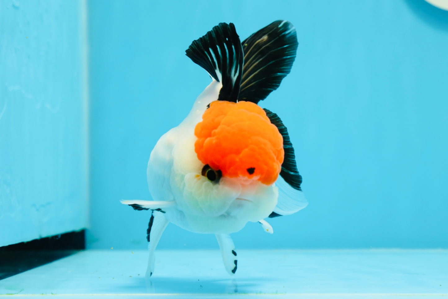 A Grade Tancho Button Eyes Tricolor Oranda Female 4.5 inches #0614OR_23