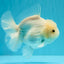 A Grade Snow White Oranda Female 6 inches #030626OR_26