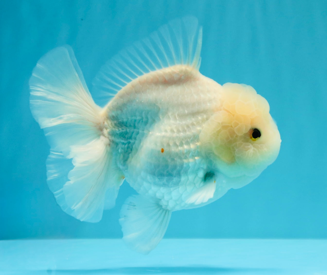A Grade Snow White Oranda Female 6 inches #030626OR_26